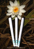 Ervínove očistné biele sviečky s esenciou LOTOSU